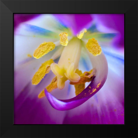 Indiana, Carmel Tulip stamen, pestle, and pollen Black Modern Wood Framed Art Print by Kelley, David