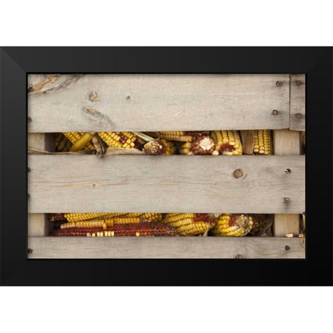 Corn in corn crib Indianapolis, Indiana, USA Black Modern Wood Framed Art Print by Kaveney, Wendy