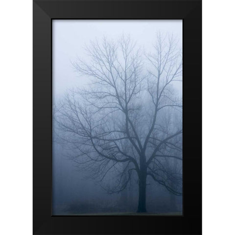 USA, Indiana Skeleton tree in fog Black Modern Wood Framed Art Print by Kaveney, Wendy