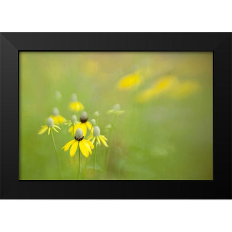 Indianapolis Wild grey-headed coneflowers Black Modern Wood Framed Art Print by Kaveney, Wendy