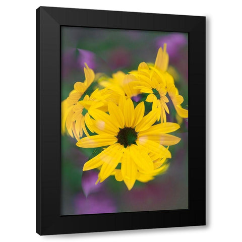 Coreopsis Flower-Louisville-Kentucky Black Modern Wood Framed Art Print by Jones, Adam