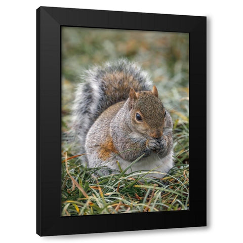 Eastern gray squirrel-Kentucky Black Modern Wood Framed Art Print with Double Matting by Jones, Adam
