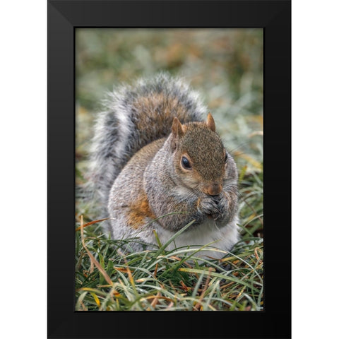 Eastern gray squirrel-Kentucky Black Modern Wood Framed Art Print by Jones, Adam