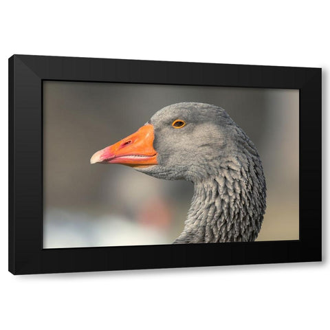 French Toulouse Goose-Kentucky Black Modern Wood Framed Art Print by Jones, Adam
