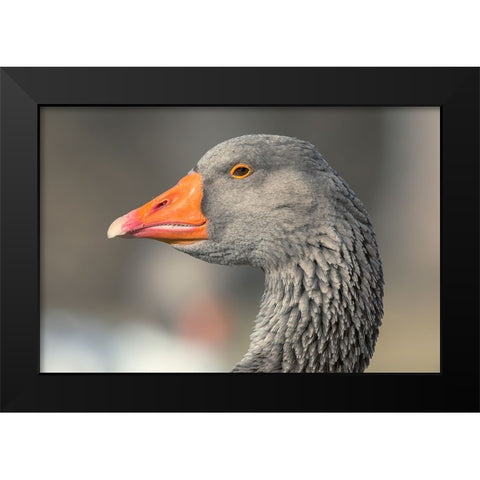 French Toulouse Goose-Kentucky Black Modern Wood Framed Art Print by Jones, Adam