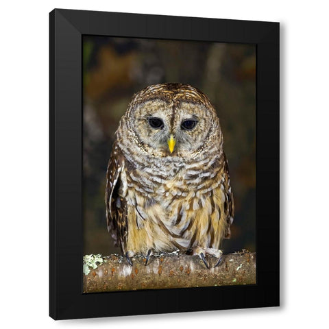Barred owl-Kentucky Black Modern Wood Framed Art Print by Jones, Adam
