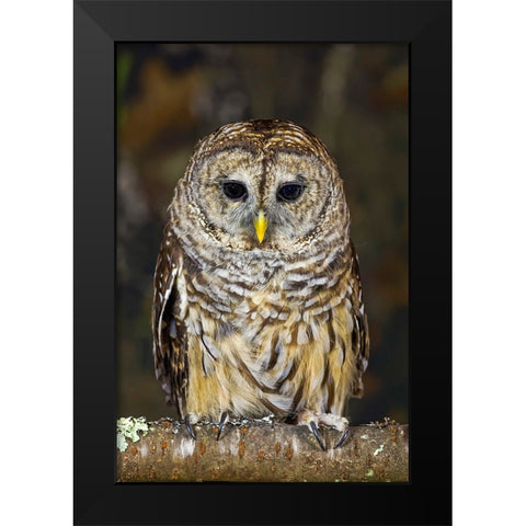 Barred owl-Kentucky Black Modern Wood Framed Art Print by Jones, Adam