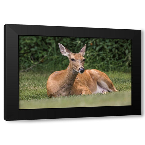 White-tailed deer lying down resting-Kentucky Black Modern Wood Framed Art Print with Double Matting by Jones, Adam