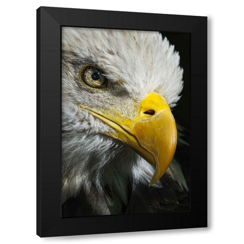 Close-up portrait of Bald eagle-Kentucky Black Modern Wood Framed Art Print by Jones, Adam