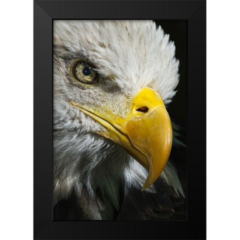 Close-up portrait of Bald eagle-Kentucky Black Modern Wood Framed Art Print by Jones, Adam
