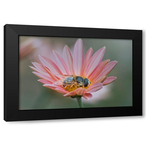 Fly mimicking a bee-Kentucky Black Modern Wood Framed Art Print by Jones, Adam