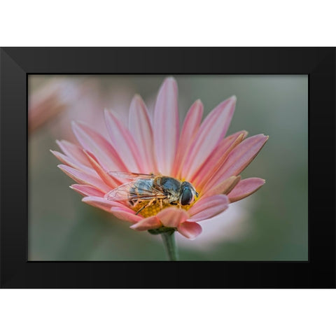 Fly mimicking a bee-Kentucky Black Modern Wood Framed Art Print by Jones, Adam