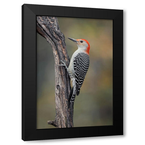 Male Red-bellied woodpecker in autumn-Kentucky Black Modern Wood Framed Art Print with Double Matting by Jones, Adam