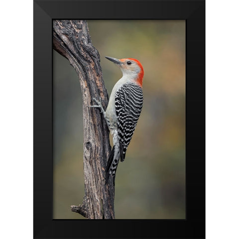 Male Red-bellied woodpecker in autumn-Kentucky Black Modern Wood Framed Art Print by Jones, Adam