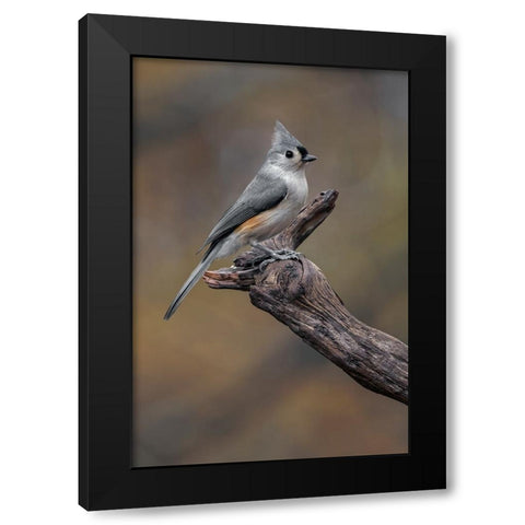 Tufted titmouse-Kentucky Black Modern Wood Framed Art Print by Jones, Adam