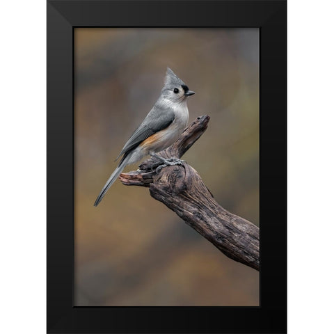 Tufted titmouse-Kentucky Black Modern Wood Framed Art Print by Jones, Adam
