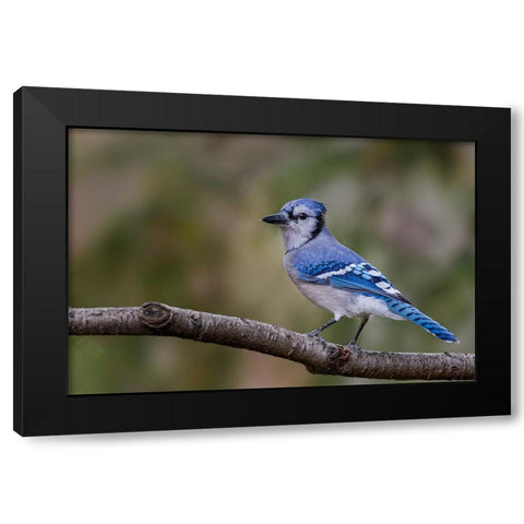 Blue jay in autumn-Kentucky Black Modern Wood Framed Art Print with Double Matting by Jones, Adam