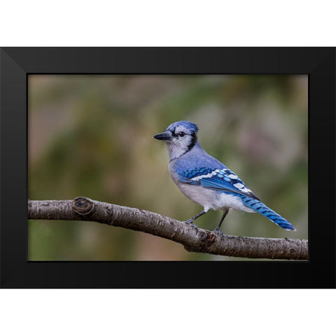 Blue jay in autumn-Kentucky Black Modern Wood Framed Art Print by Jones, Adam