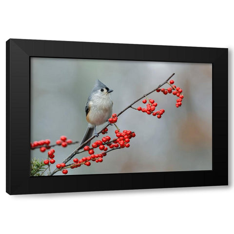 Tufted titmouse and red berries-Kentucky Black Modern Wood Framed Art Print by Jones, Adam