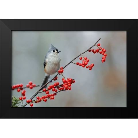 Tufted titmouse and red berries-Kentucky Black Modern Wood Framed Art Print by Jones, Adam