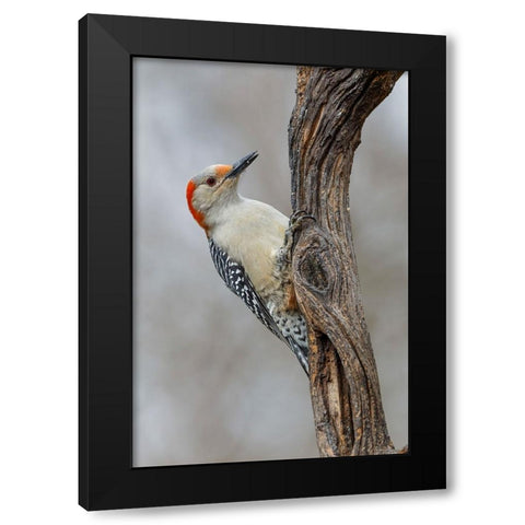 Female Red-bellied woodpecker and red berries-Kentucky Black Modern Wood Framed Art Print with Double Matting by Jones, Adam