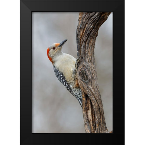 Female Red-bellied woodpecker and red berries-Kentucky Black Modern Wood Framed Art Print by Jones, Adam