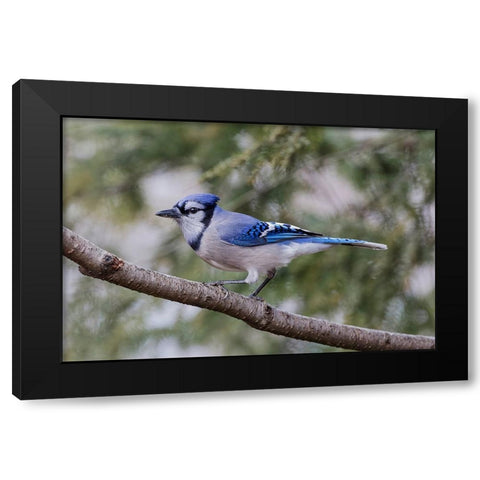 Blue jay in winter-Kentucky Black Modern Wood Framed Art Print by Jones, Adam
