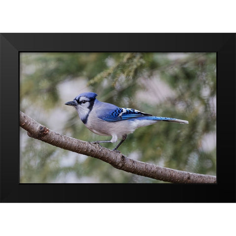 Blue jay in winter-Kentucky Black Modern Wood Framed Art Print by Jones, Adam
