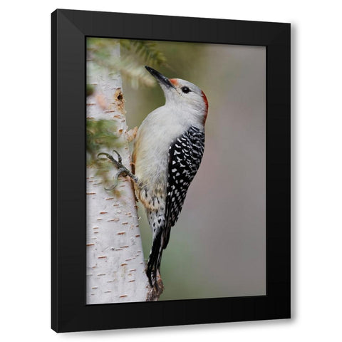 Female Red-bellied woodpecker-Melanerpes carolinus and red berries-Kentucky Black Modern Wood Framed Art Print with Double Matting by Jones, Adam