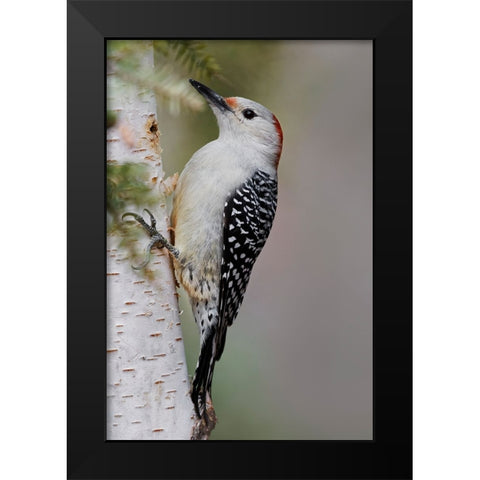 Female Red-bellied woodpecker-Melanerpes carolinus and red berries-Kentucky Black Modern Wood Framed Art Print by Jones, Adam