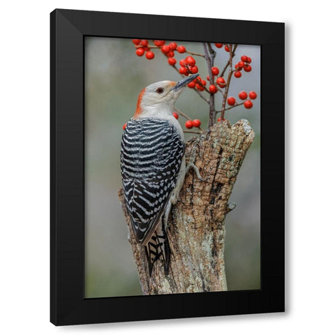 Female Red-bellied woodpecker and red berries-Kentucky Black Modern Wood Framed Art Print by Jones, Adam