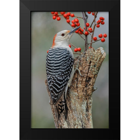 Female Red-bellied woodpecker and red berries-Kentucky Black Modern Wood Framed Art Print by Jones, Adam