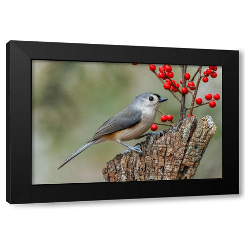Tufted titmouse and red berries-Kentucky Black Modern Wood Framed Art Print by Jones, Adam