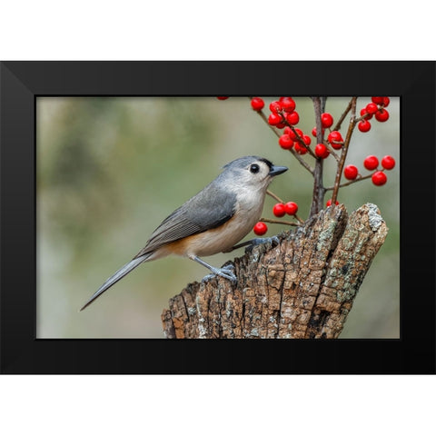 Tufted titmouse and red berries-Kentucky Black Modern Wood Framed Art Print by Jones, Adam