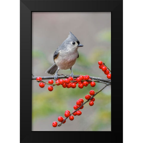 Tufted titmouse and red berries-Kentucky Black Modern Wood Framed Art Print by Jones, Adam