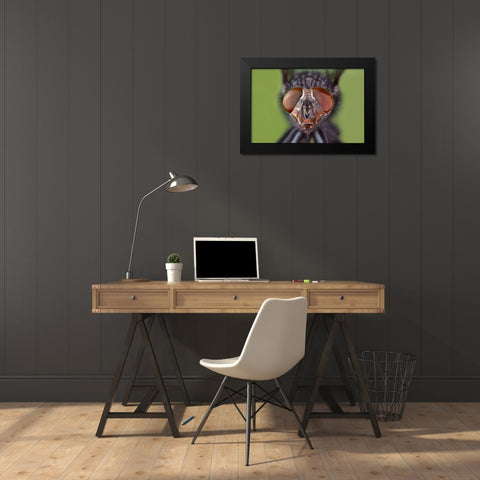 Extreme close-up of house fly head and face-Kentucky Black Modern Wood Framed Art Print by Jones, Adam