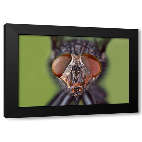 Extreme close-up of house fly head and face-Kentucky Black Modern Wood Framed Art Print with Double Matting by Jones, Adam