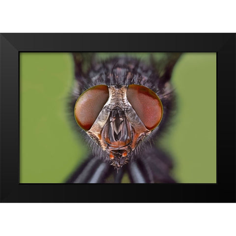 Extreme close-up of house fly head and face-Kentucky Black Modern Wood Framed Art Print by Jones, Adam