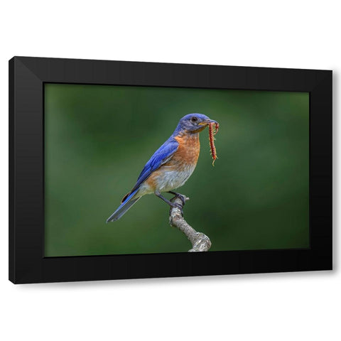 Male Eastern bluebird with centipede-Kentucky Black Modern Wood Framed Art Print by Jones, Adam