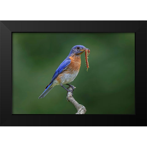 Male Eastern bluebird with centipede-Kentucky Black Modern Wood Framed Art Print by Jones, Adam