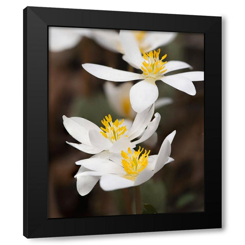Bloodroot flowers The Parklands-Louisville-Kentucky Black Modern Wood Framed Art Print with Double Matting by Jones, Adam