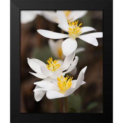 Bloodroot flowers The Parklands-Louisville-Kentucky Black Modern Wood Framed Art Print by Jones, Adam