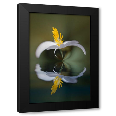 Bloodroot flower and reflection The Parklands-Louisville-Kentucky Black Modern Wood Framed Art Print with Double Matting by Jones, Adam