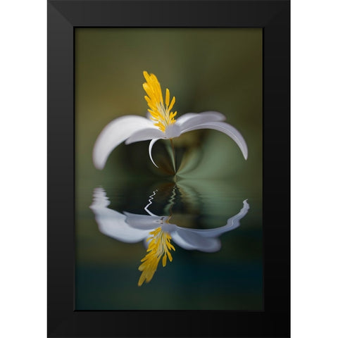 Bloodroot flower and reflection The Parklands-Louisville-Kentucky Black Modern Wood Framed Art Print by Jones, Adam