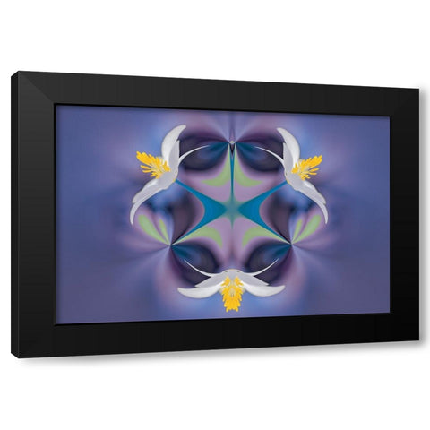 Bloodroot flower The Parklands-Louisville-Kentucky Black Modern Wood Framed Art Print by Jones, Adam