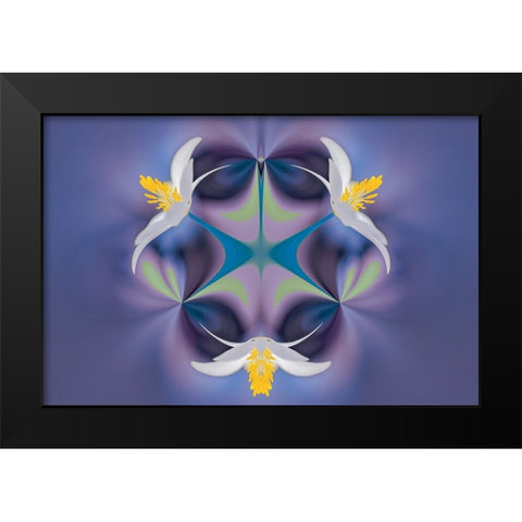 Bloodroot flower The Parklands-Louisville-Kentucky Black Modern Wood Framed Art Print by Jones, Adam