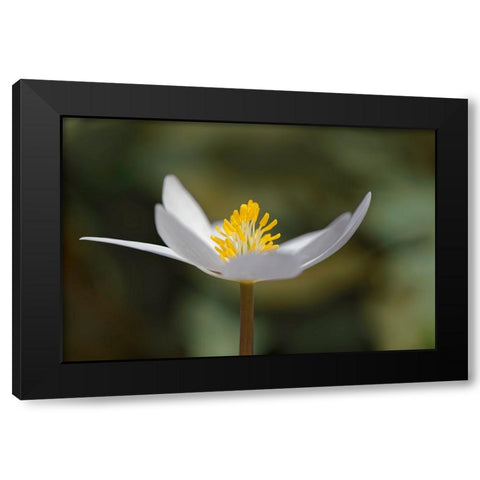 Bloodroot flower The Parklands-Louisville-Kentucky Black Modern Wood Framed Art Print by Jones, Adam