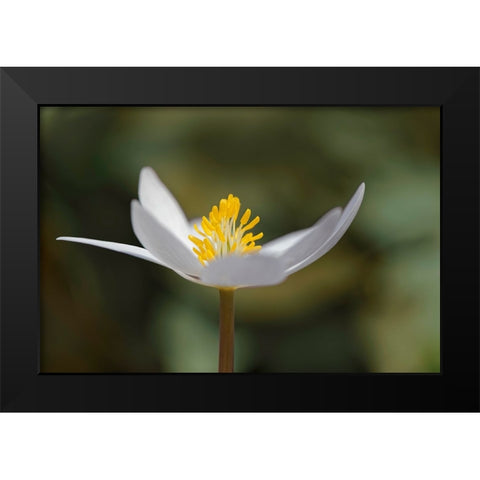 Bloodroot flower The Parklands-Louisville-Kentucky Black Modern Wood Framed Art Print by Jones, Adam