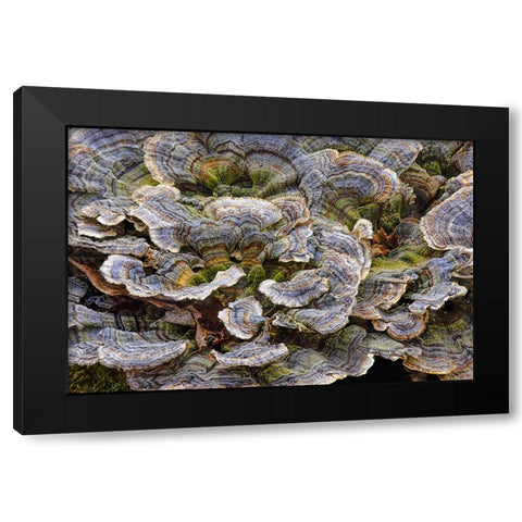 Turkey tail bracket fungi The Parklands-Louisville-Kentucky Black Modern Wood Framed Art Print with Double Matting by Jones, Adam