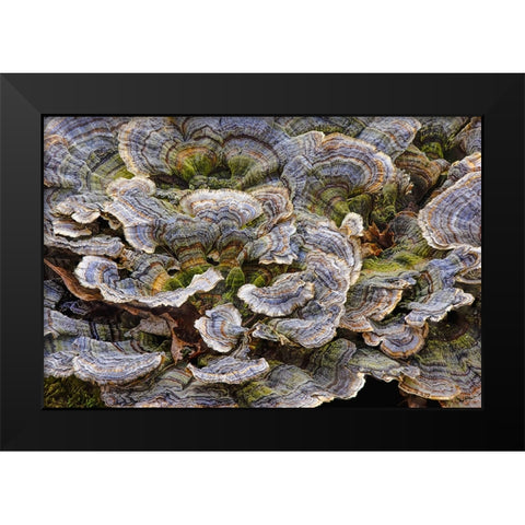Turkey tail bracket fungi The Parklands-Louisville-Kentucky Black Modern Wood Framed Art Print by Jones, Adam
